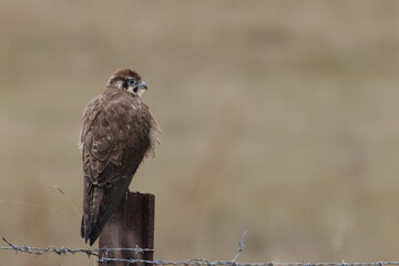 brown falcon (Falco berigora) Queensland, Australia
