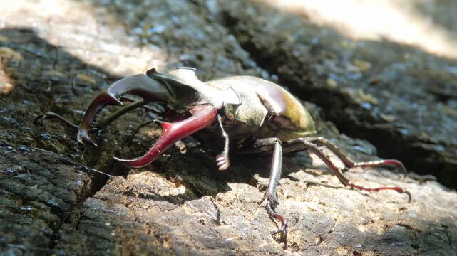 Large black insect stag beetle (Lucanus cervus) with large mandible in natural environment close-up on a stump