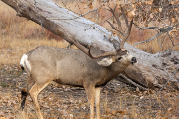 Buck Mule Deer in the Rut in Colorado in Autumn