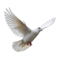 Obraz premium White Dove in Flight with Wings Spread bird flying isolated on a transparent background