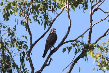 brown falcon (Falco berigora) Queensland, Australia