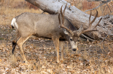 Buck Mule Deer in the Rut in Colorado in Autumn