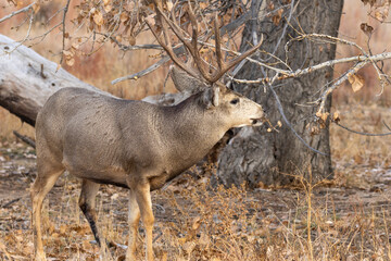 Buck Mule Deer in the Rut in Colorado in Autumn