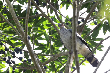 topknot pigeon (Lopholaimus antarcticus)  Queensland, Australia