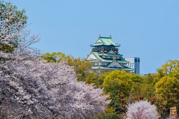 Iconic Osaka Castle Keep Tower, a famous historical landmark, viewed through a frame of beautiful blooming cherry blossoms in spring. Osaka, Japan.
