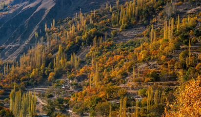 View of autumn's golden and amber hues painting the mountainside, with slender trees reaching skyward in Hunza Nagar, Gilgit Baltistan, Pakistan.