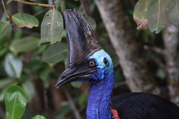  southern cassowary (Casuarius casuarius) Queensland, Australia