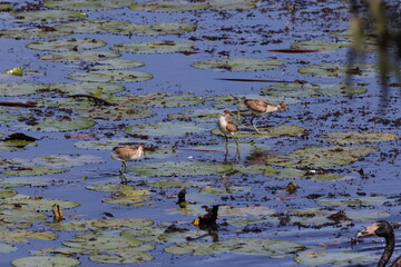 comb-crested jacana (Irediparra gallinacea) Queensland, Australia