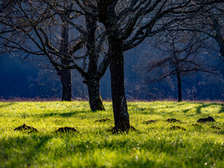 Wühlmäusebau auf einer Streuobstwiese 