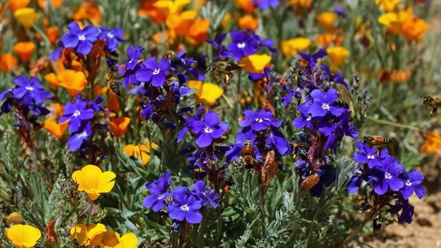 Medium shot of a native species pollinator garden showing vibrant flowers attracting diverse bees buzzing from bloom to bloom.