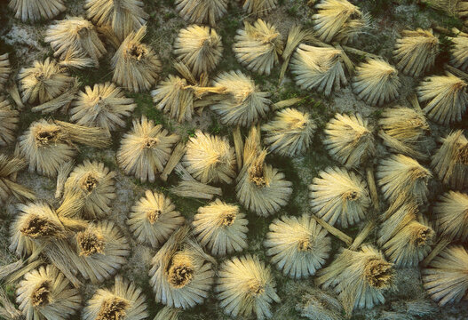 Aerial view of many haystacks scattered like golden coins upon a field of green, creating a textured tapestry under the soft light, Fano, Denmark.