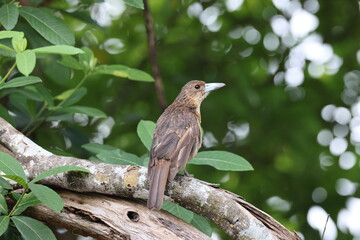 Pied Butcherbird (Cracticus nigrogularis) Queensland, Australia