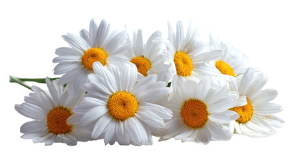 Obraz premium White daisies fresh blooming flowers delicate petals natural floral still life studio photography isolated on white background