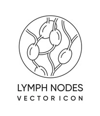 Lymph nodes gland icon in thin line - adaptive immune system