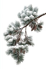 Snow-covered pine branch with cones in winter