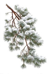 Snow-covered pine branch with green needles against white background