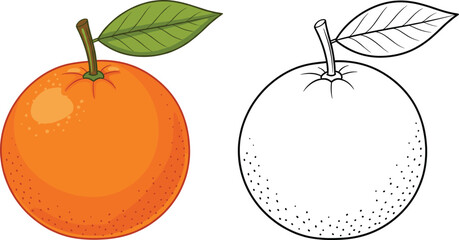 Orange fruit vector illustration with colored and outline versions isolated on white for food packaging and design projects