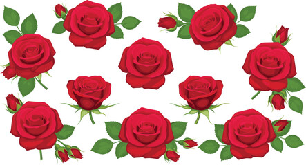 Large collection of individual blooming red rose heads small buds and green leaves isolated on white background romantic floral vector illustration set.