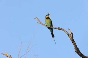 rainbow bee-eater (Merops ornatus) Queensland, Australia