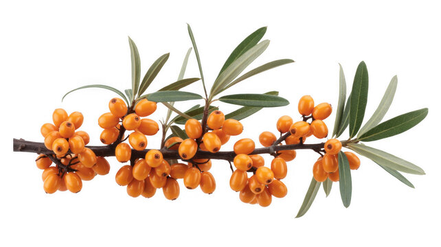 Sea buckthorn branch with orange berries and green leaves isolated on a transparent background - Powered by Adobe