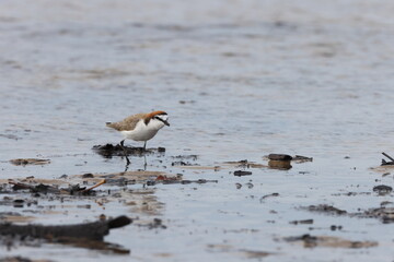 red-capped plover (Anarhynchus ruficapillus)  Queensland, Australia
