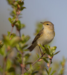 Obraz premium Willow warbler in early spring at a wetland 