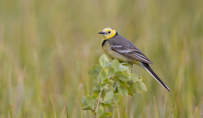 Citrine Wagtail - male bird at a wetland in spring