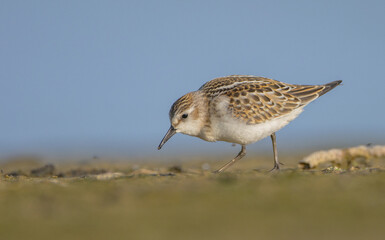 Little stint - at a seashore on the autumn migration way