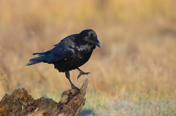 Common Raven - in autumn at a wetland