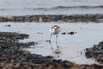 red-capped plover (Anarhynchus ruficapillus)  Queensland, Australia