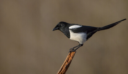 Common Magpie - at a wetland in autumn