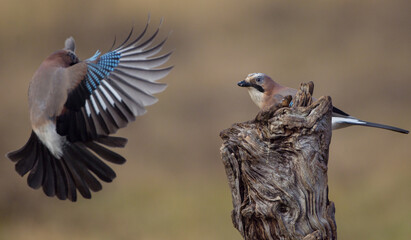 Eurasian Jay - in autumn  at a wetland