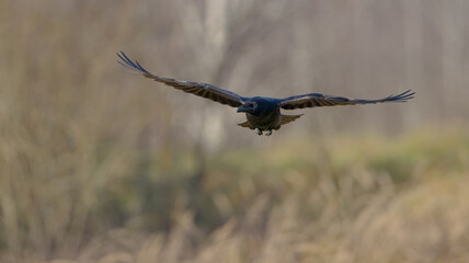 Common Raven - in autumn at a wetland