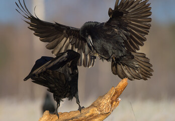 Common Raven - in autumn at a wetland