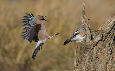 Obraz premium Eurasian Jay - in autumn at a wetland