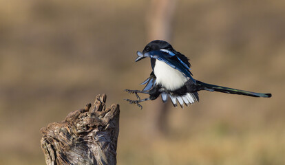 Fototapeta premium Common Magpie - at a wetland in autumn