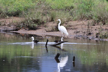 great egret (Ardea alba) Queensland, Australia