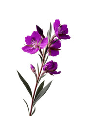 A stunning display of vibrant purple flowers with green leaves against a black backdrop, showcasing the beauty of nature on transparent background