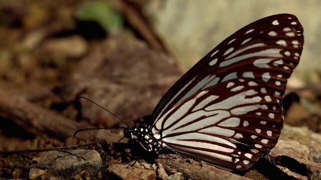 Closeup puddling behavior of glassy tiger butterfly. A serene closeup video of a glassy tiger (Parantica aglea) butterfly puddling in a Himalayan landscape during winter daytime.