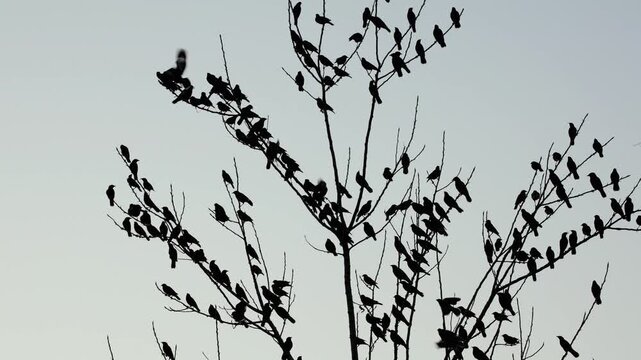 Winter flock of Indian myna on bare tree. This closeup winter video captures a large flock of Indian myna birds resting together on leafless tree branches in their natural habitat.