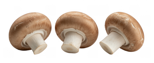 Three brown mushrooms with white stems fungi isolated on a transparent background