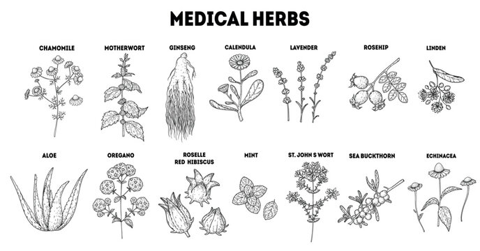 Herbal Tea vector drawing illustration. Herbal tea ingredients. Healthy food and drink . Vector drawing sketch collection. Engraved style.