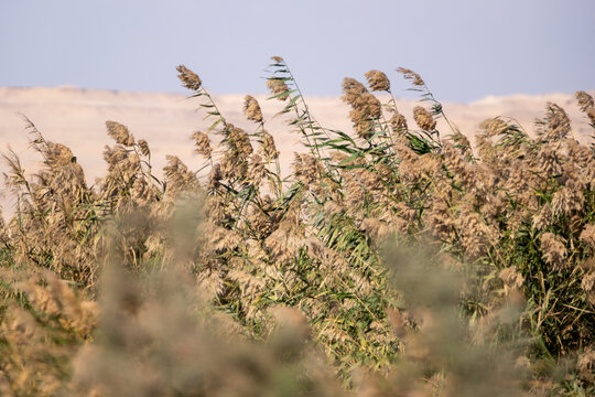 View of swaying reeds in the foreground against the distant, sandy backdrop creating a textured, natural scene, Qaroun Protected Area, Faiyum Governorate, Egypt.