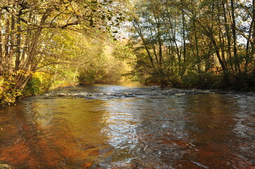Fototapeta premium Tranquil river meander through sun bright forest with peaceful reflections and golden hues