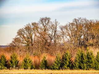 Wiederaufforstung im Mischwald im Spätherbst