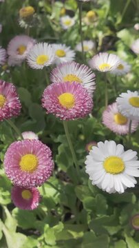 Vertical footage, View from above of pink and white flowers of Daisy, Bellis perennis, pan move, close-up