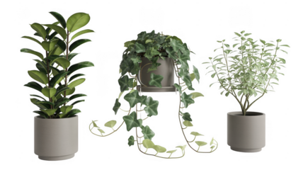 Three plants in white pots green leaves potted plants isolated on a transparent background