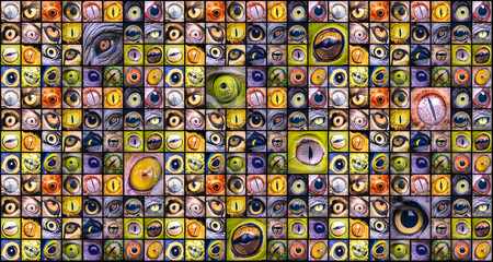 Closeup macro collage of animal eyes from many different species, Montage of animal eyes