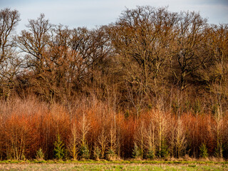 Wiederaufforstung im Mischwald im Spätherbst