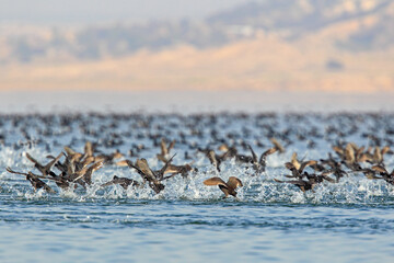 View of countless birds taking flight over the glistening waters, creating a mesmerizing dance of nature's beauty, Uchali Lake, Punjab, Pakistan.